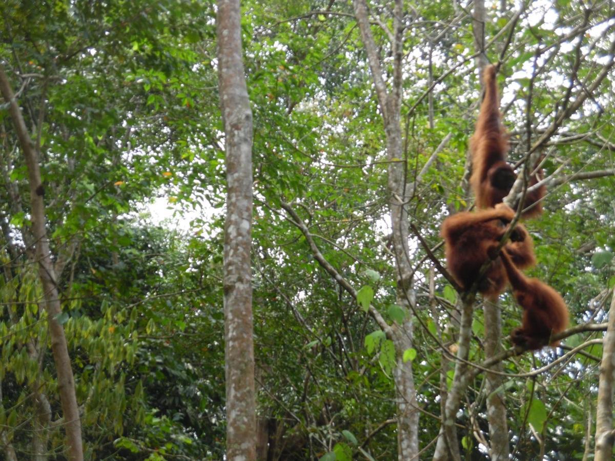 Ambow Homestay Jungle Trekking & Village Tour Bukit Lawang Bagian luar foto