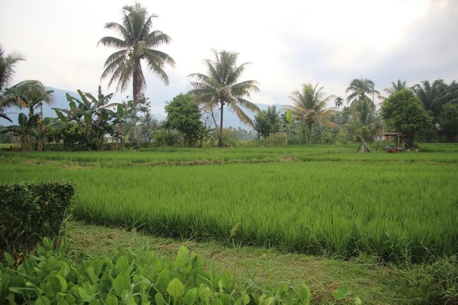 Ambow Homestay Jungle Trekking & Village Tour Bukit Lawang Bagian luar foto