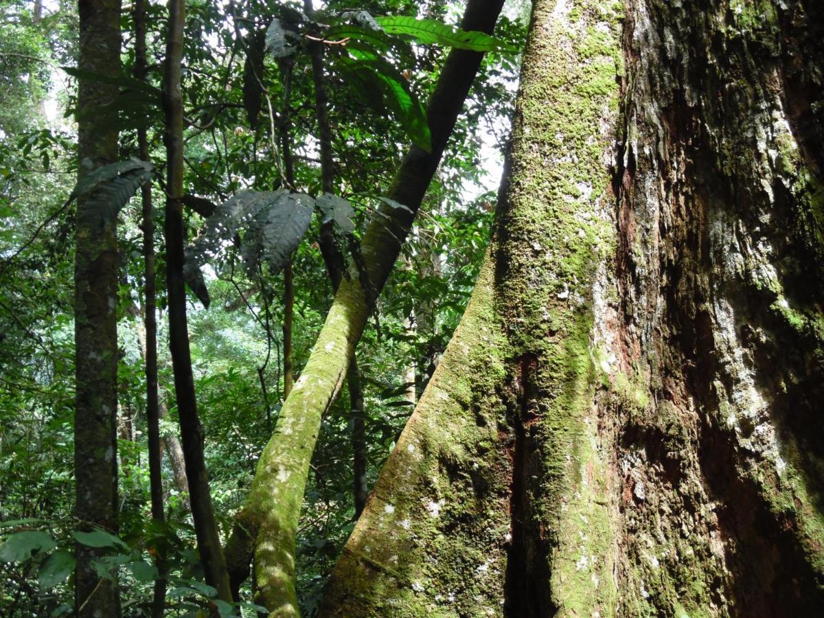 Ambow Homestay Jungle Trekking & Village Tour Bukit Lawang Bagian luar foto