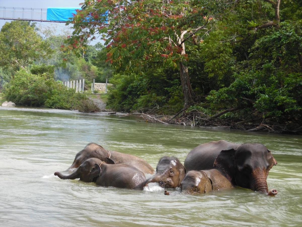 Ambow Homestay Jungle Trekking & Village Tour Bukit Lawang Bagian luar foto